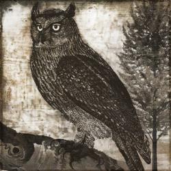 Owl 2 | Obraz na stenu