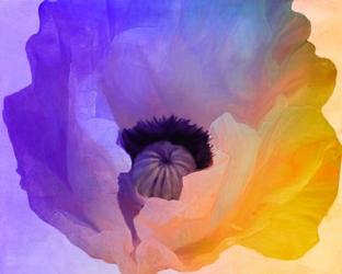 Poppy Gradient III | Obraz na stenu