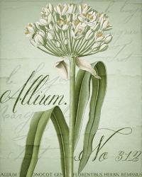 Allium I | Obraz na stenu