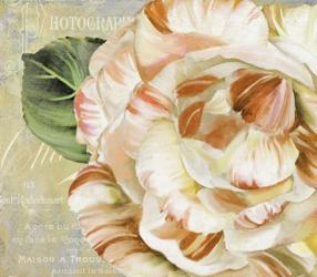 Camellias I | Obraz na stenu