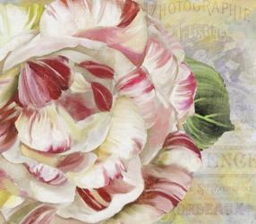 Camellias II | Obraz na stenu