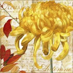 Chrysanthemes II | Obraz na stenu