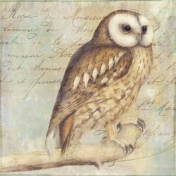 White-Faced Owl | Obraz na stenu