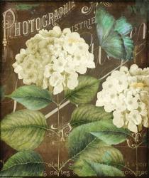 Alabaster Hydrangea | Obraz na stenu