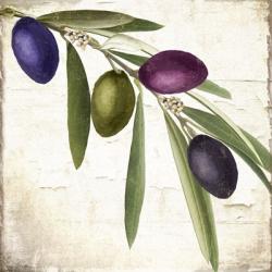 Olive Branch IV | Obraz na stenu