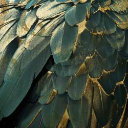 Feather Glitter | Obraz na stenu