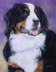 Bernese Mountain Dog | Obraz na stenu