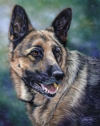 German Shepard | Obraz na stenu