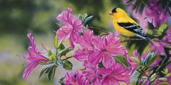 Goldfinch In Azaleas | Obraz na stenu