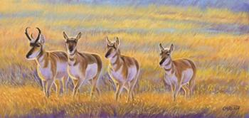 Pronghorn | Obraz na stenu