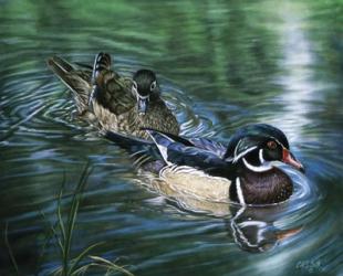 Wood Ducks | Obraz na stenu