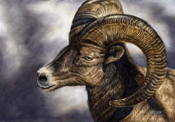 Desert Bighorn Sheep | Obraz na stenu