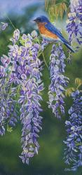 Bluebird In Wisteria | Obraz na stenu