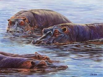 Hippo Pond | Obraz na stenu