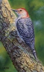 Red Bellied Woodpecker | Obraz na stenu