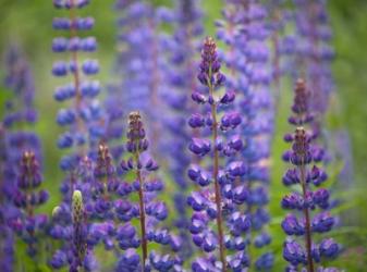 Blue Lupine Flowers | Obraz na stenu