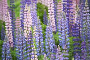 Blue Pink Lupine Field | Obraz na stenu