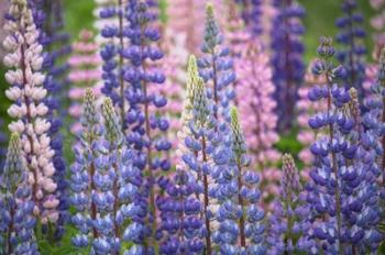 Blue Pink Lupine Flowers | Obraz na stenu