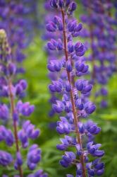 Blue Violet Lupine Flower | Obraz na stenu