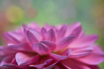 Dahlia Petals | Obraz na stenu