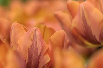 Orange Tulips | Obraz na stenu
