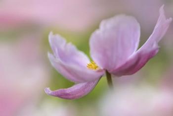 Pink Anemone | Obraz na stenu