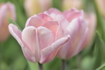 Pink Tulip Baronesse | Obraz na stenu