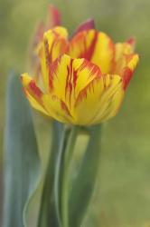 Rembrandt Tulip | Obraz na stenu