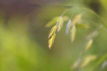 Sea Oats Grass | Obraz na stenu