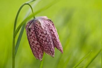 Snake's Head Fritillary Flower | Obraz na stenu