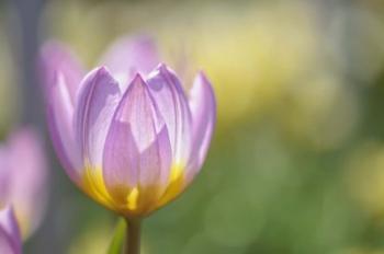 Tulip Lilac Wonder | Obraz na stenu