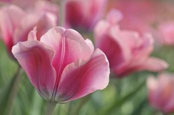 Tulip Mirella Pink | Obraz na stenu