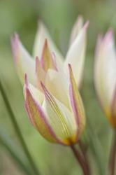 Tulip Primulina | Obraz na stenu