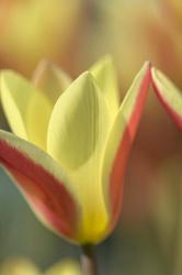Tulip Tinka | Obraz na stenu