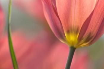 Tulipa Planifolia | Obraz na stenu