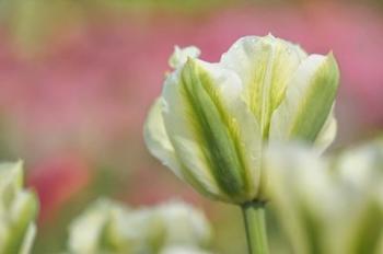 White and Green Tulip | Obraz na stenu