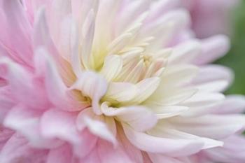 White and Pink Dahlia | Obraz na stenu