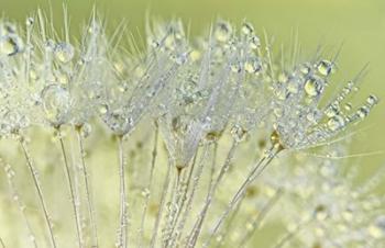 Dandelion Dew I | Obraz na stenu