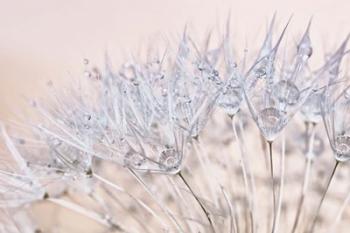 Dandelion Dew II | Obraz na stenu