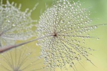 Dewy Dandelion | Obraz na stenu