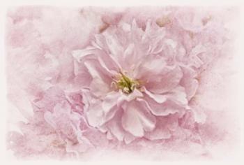 Cherry Blossom | Obraz na stenu
