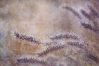 Dew Fox Tail Grass | Obraz na stenu