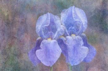 Iris Blue Rhythm | Obraz na stenu