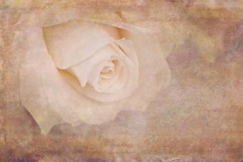Vintage Rose Card | Obraz na stenu