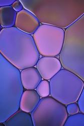 Purple Stained Glass | Obraz na stenu