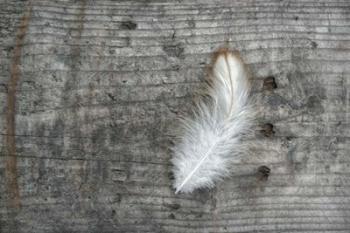 Feather on Rough Wood | Obraz na stenu