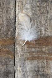 Feather on Wood I | Obraz na stenu