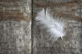 Feather on Wood II | Obraz na stenu