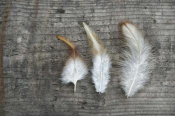Three Feathers on Wood | Obraz na stenu