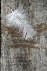 White Feather on Wood | Obraz na stenu